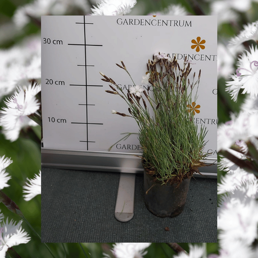 Dianthus gratianopolitanus CS9 - Fehér pünkösdi szegfű