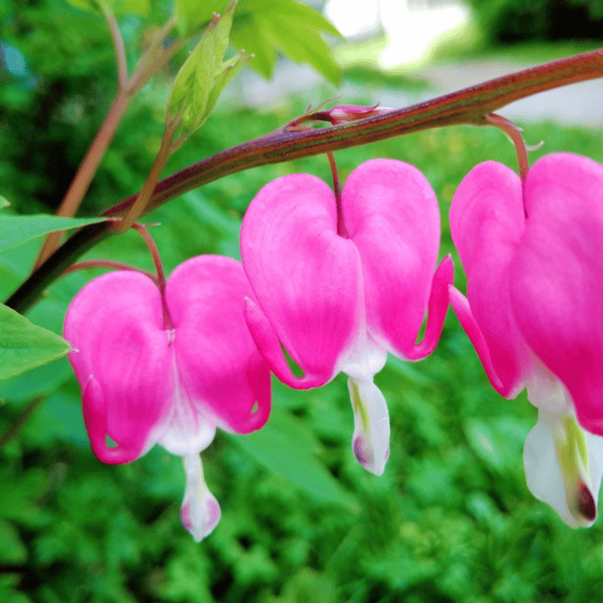 Dicentra spectabilis CS15 - Szívvirág