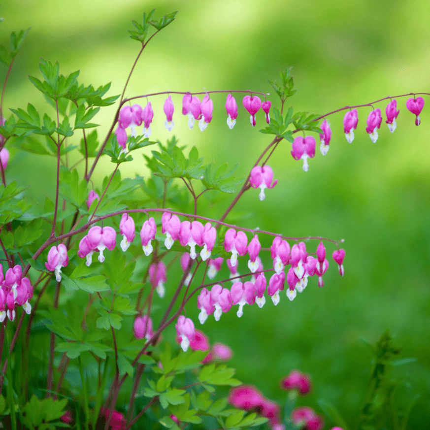Dicentra spectabilis CS15 - Szívvirág