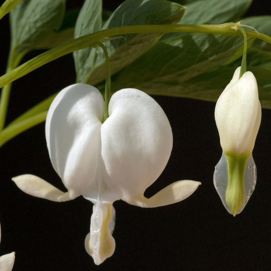 Dicentra spectabilis Alba - Fehér szívvirág Dicentra spectabilis Alba - Fehér szívvirág