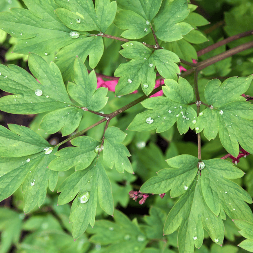 Dicentra spectabilis CS15 - Szívvirág