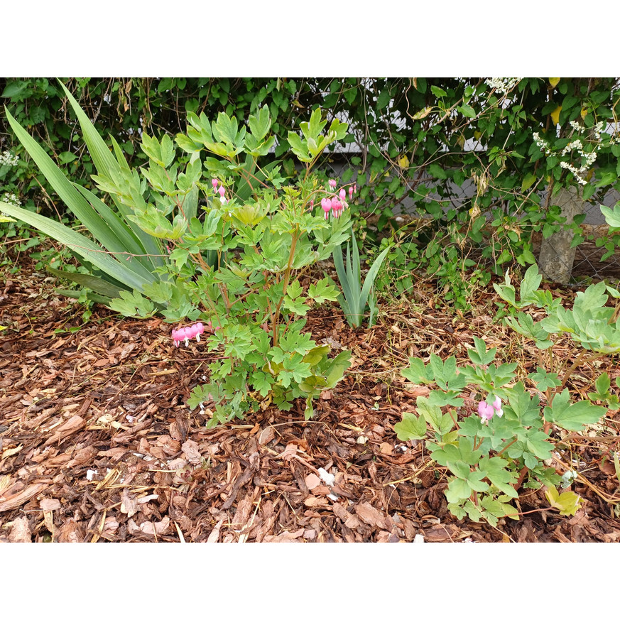 Dicentra spectabilis CS15 - Szívvirág