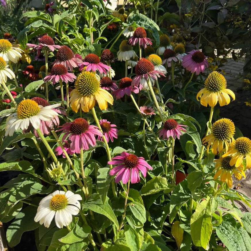 Echinacea purpurea Mix XL - Kasvirág Echinacea purpurea Mix XL - Kasvirág