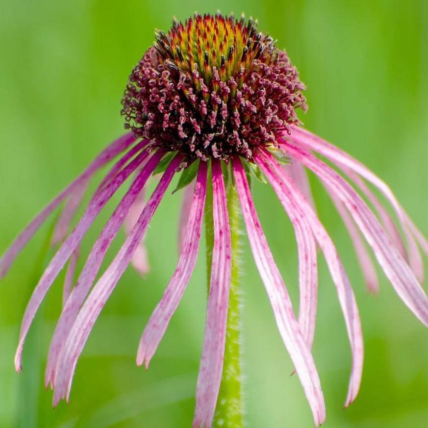 Echinacea pallida CS9 - Halvány kasvirág Echinacea pallida CS9 - Halvány kasvirág