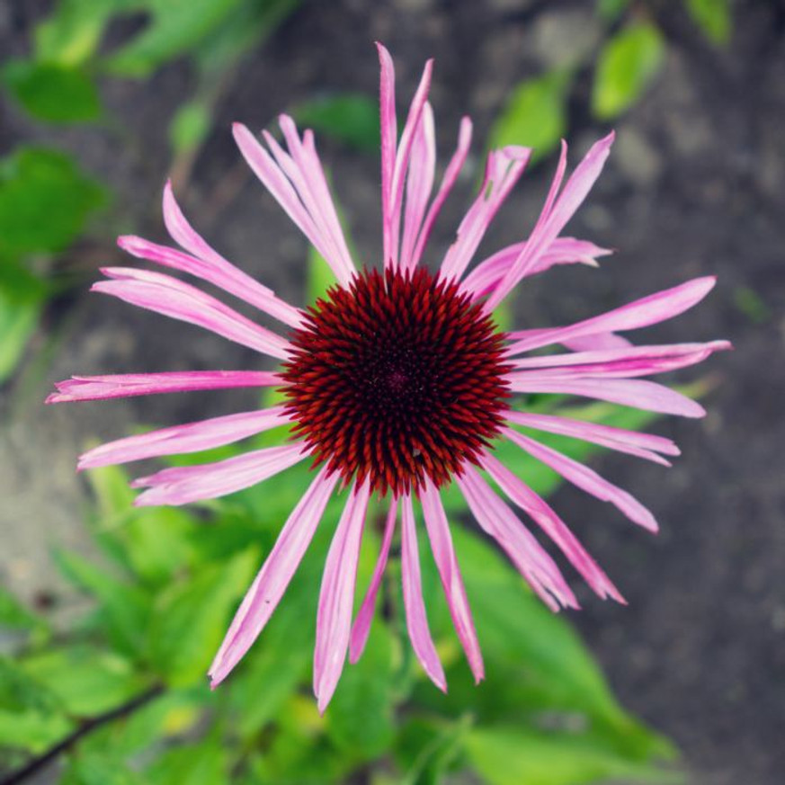 Echinacea pallida CS9 - Halvány kasvirág Echinacea pallida CS9 - Halvány kasvirág