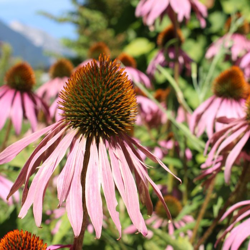 Echinacea pallida CS9 - Halvány kasvirág Echinacea pallida CS9 - Halvány kasvirág