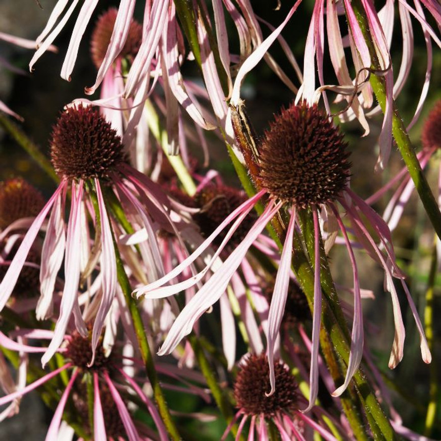 Echinacea pallida CS9 - Halvány kasvirág Echinacea pallida CS9 - Halvány kasvirág