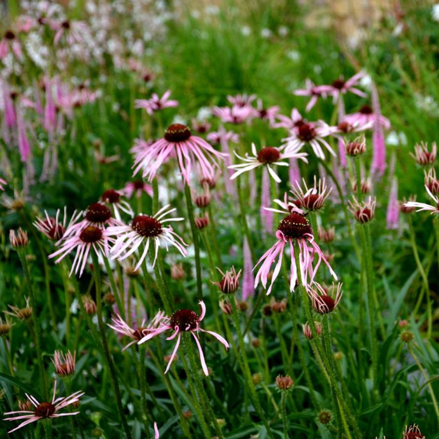 Echinacea pallida CS9 - Halvány kasvirág Echinacea pallida CS9 - Halvány kasvirág