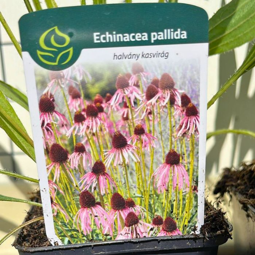 Echinacea pallida CS9 - Halvány kasvirág Echinacea pallida CS9 - Halvány kasvirág