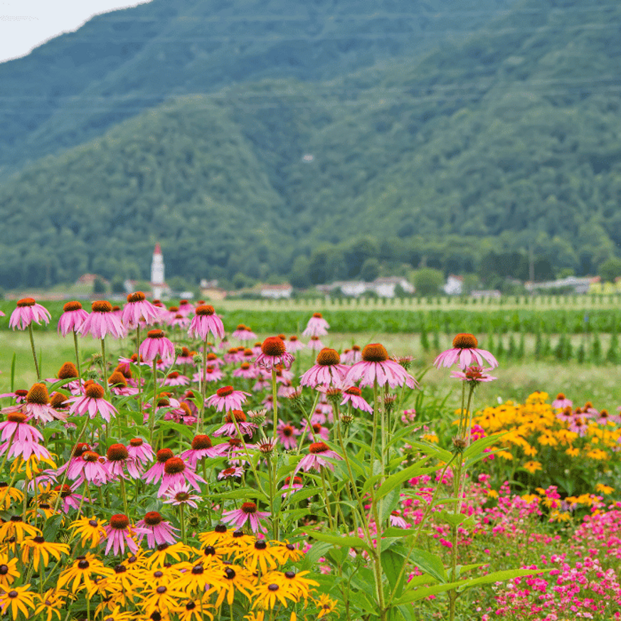 Echinacea purpurea MIX CS14 - Kasvirág