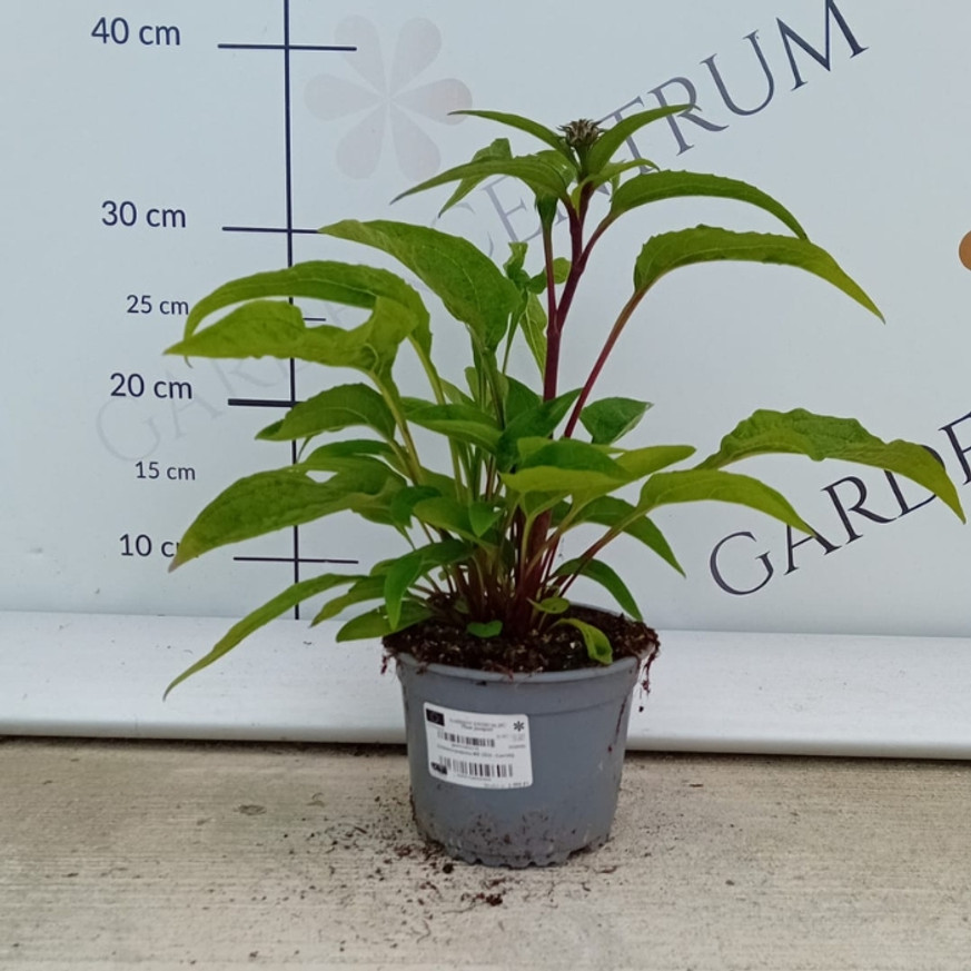 Echinacea purpurea MIX CS14 - Kasvirág