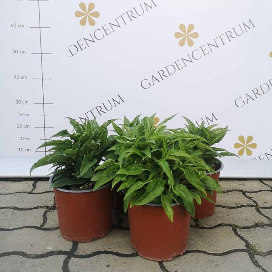 Echinacea purpurea Mix XL - Kasvirág Echinacea purpurea Mix XL - Kasvirág