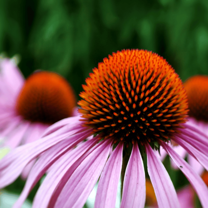 Echinacea purpurea MIX CS14 - Kasvirág