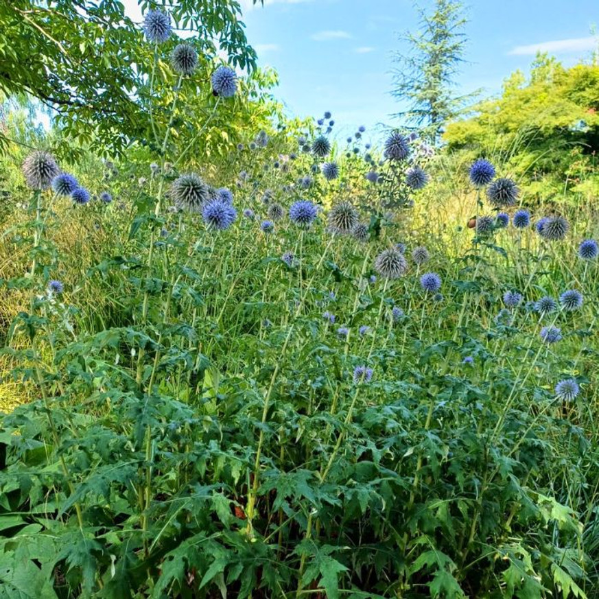 Echinops - Kék szamárkenyér Echinops - Kék szamárkenyér