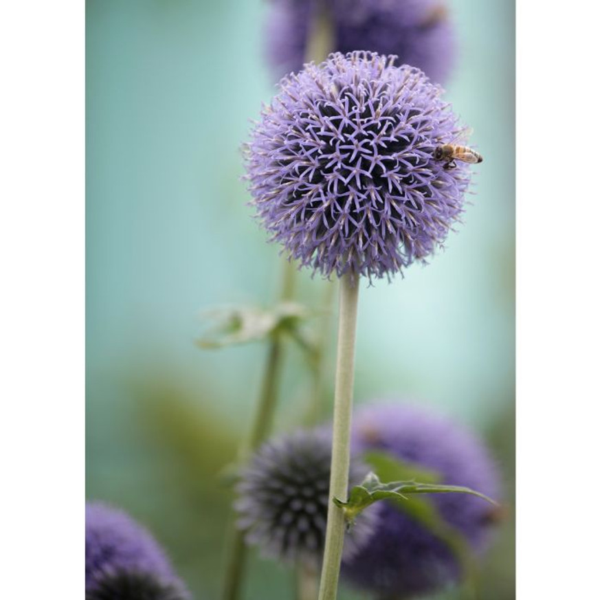 Echinops CS9 - Kék szamárkenyér Echinops CS9 - Kék szamárkenyér