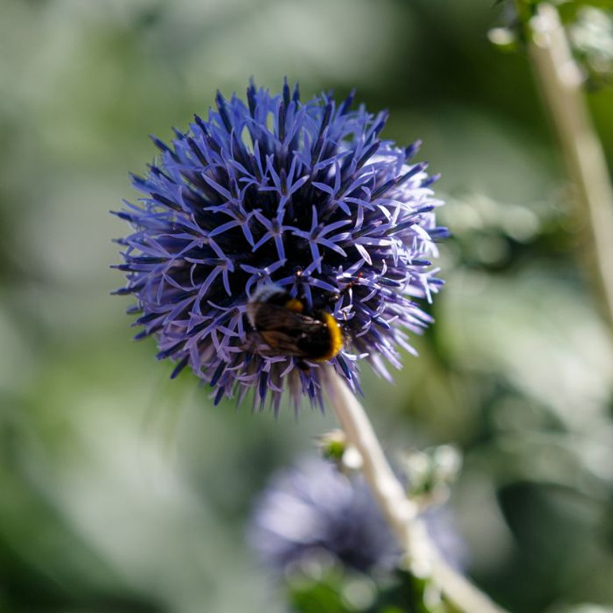 Echinops CS9 - Kék szamárkenyér Echinops CS9 - Kék szamárkenyér