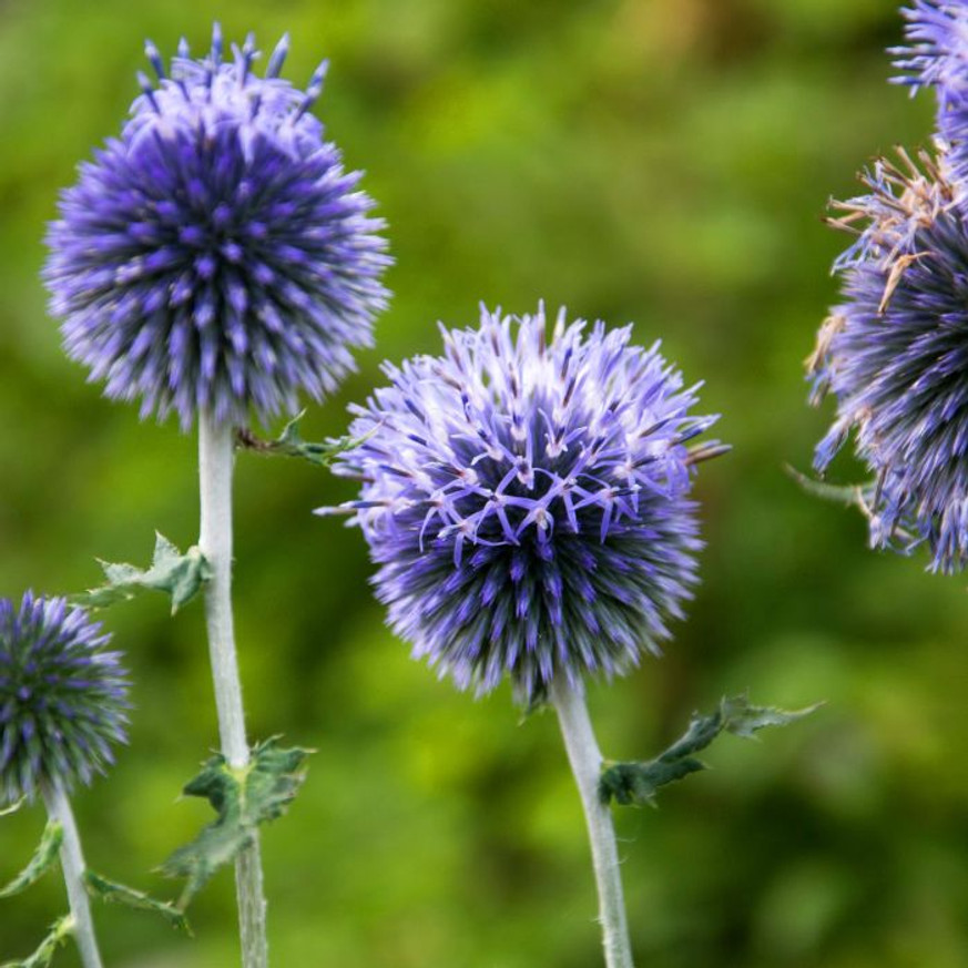 Echinops - Kék szamárkenyér Echinops - Kék szamárkenyér