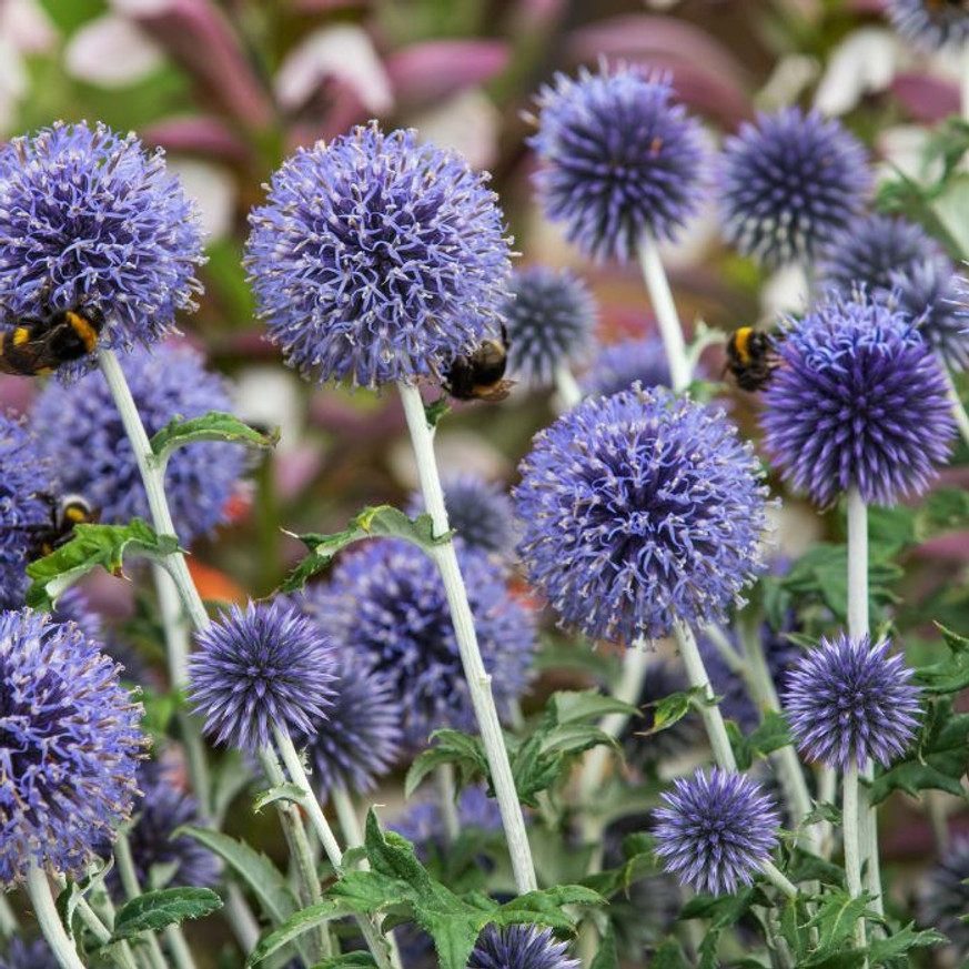 Echinops - Kék szamárkenyér Echinops - Kék szamárkenyér