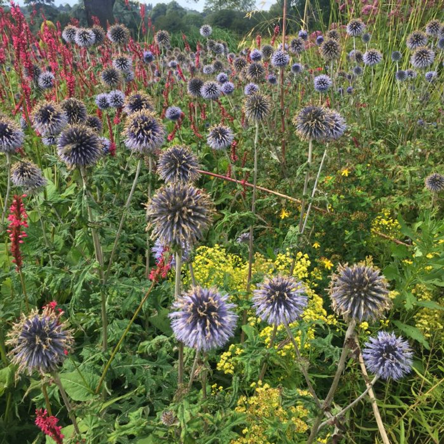 Echinops - Kék szamárkenyér Echinops - Kék szamárkenyér
