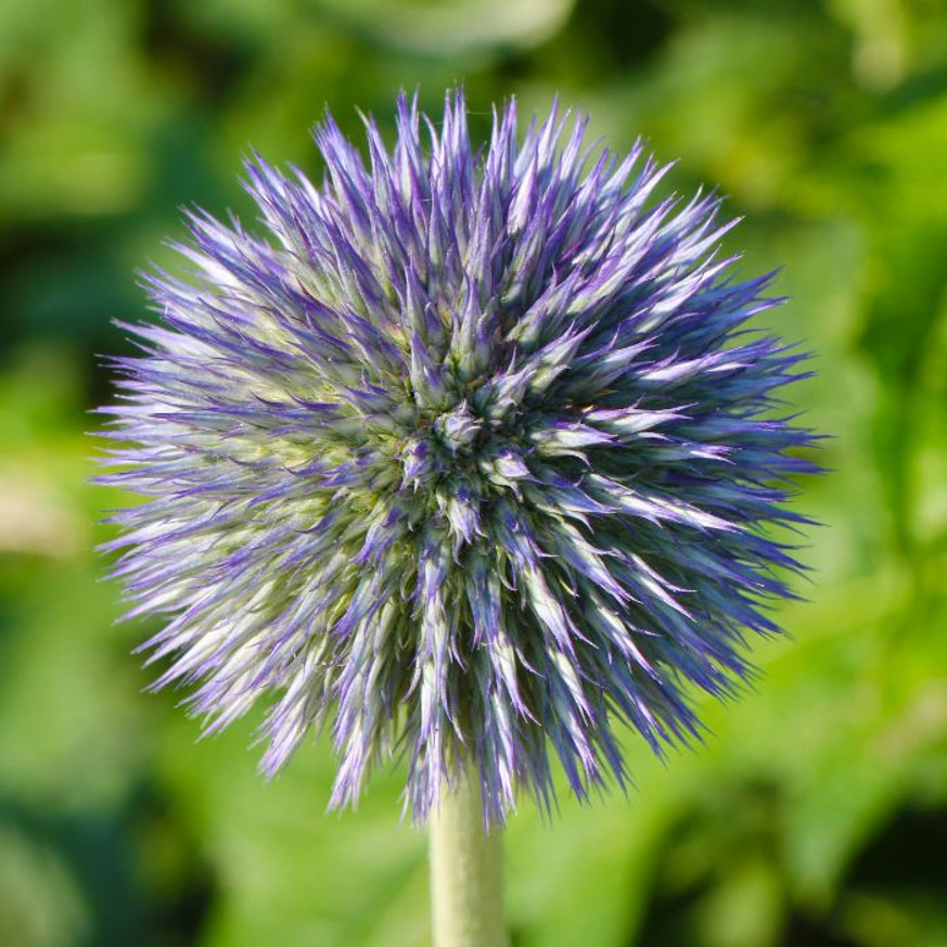 Echinops - Kék szamárkenyér Echinops - Kék szamárkenyér