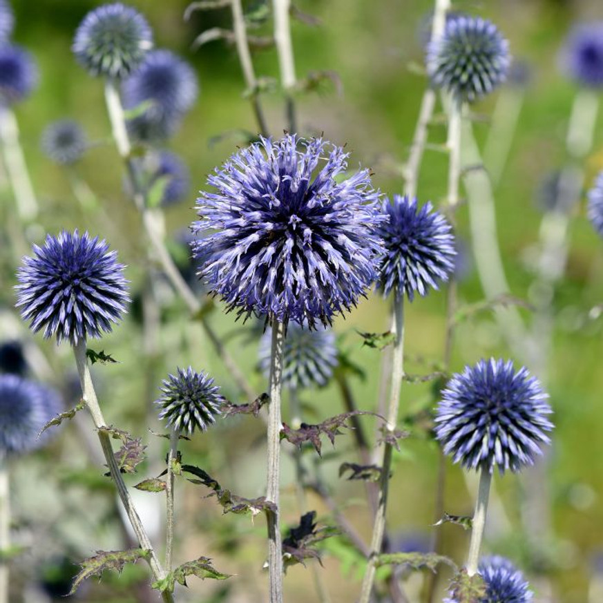 Echinops - Kék szamárkenyér Echinops - Kék szamárkenyér