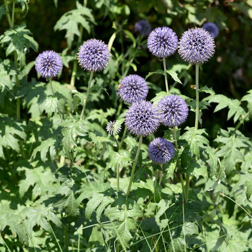 Echinops - Kék szamárkenyér Echinops - Kék szamárkenyér
