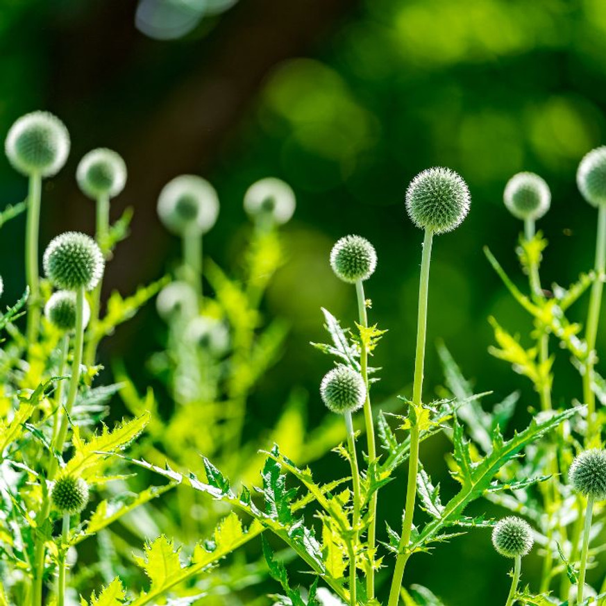 Echinops - Kék szamárkenyér Echinops - Kék szamárkenyér