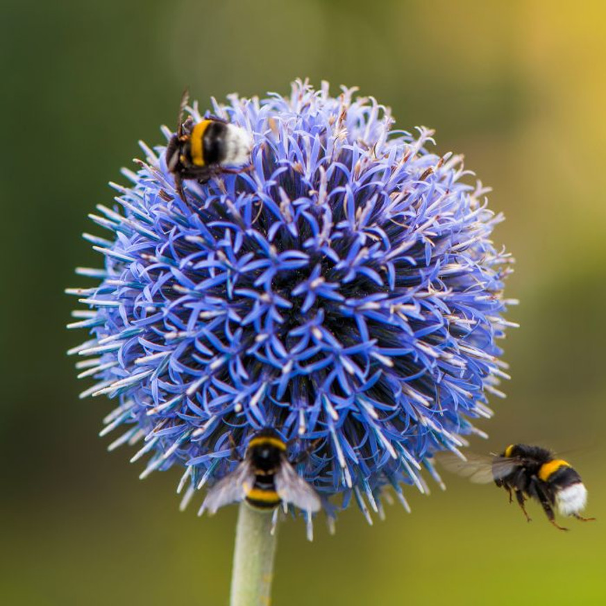 Echinops - Kék szamárkenyér