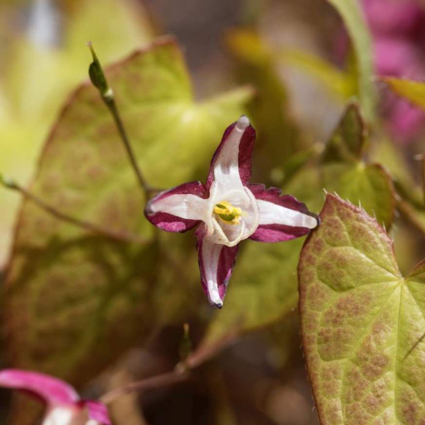 Epimedium rubrum - Tündérvirág