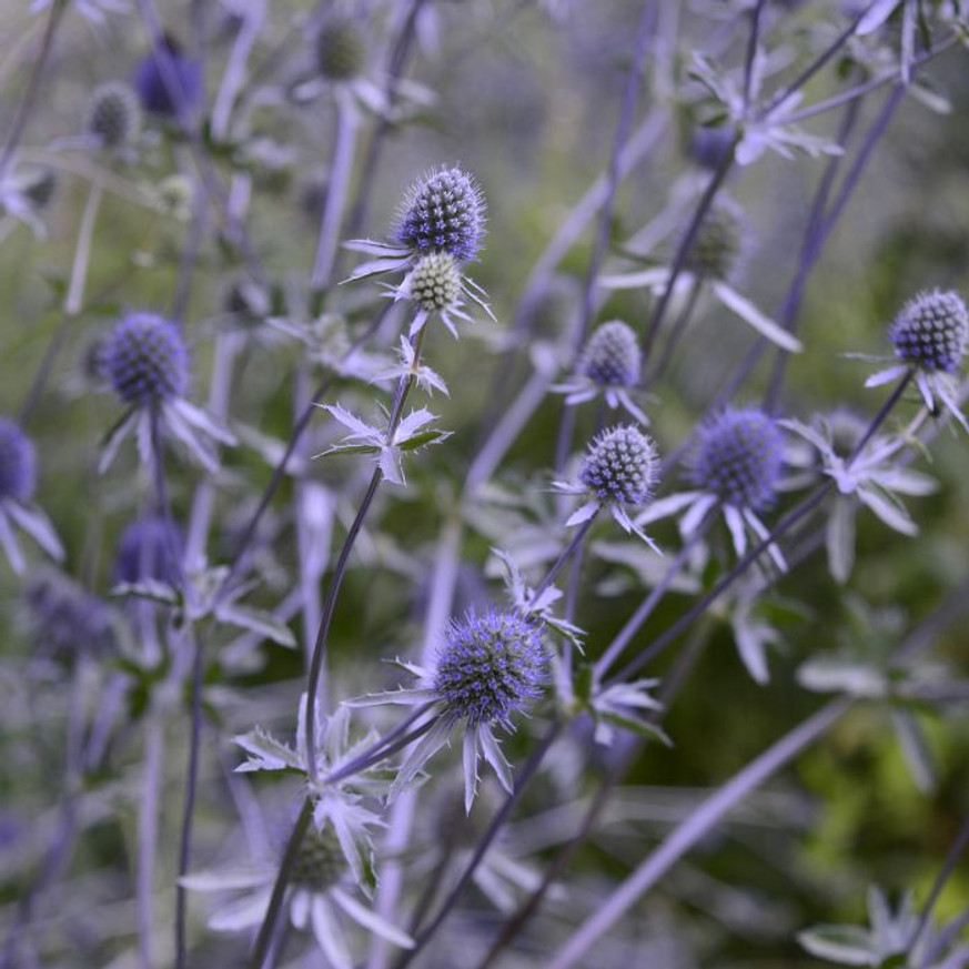 Eryngium - Kék iringó