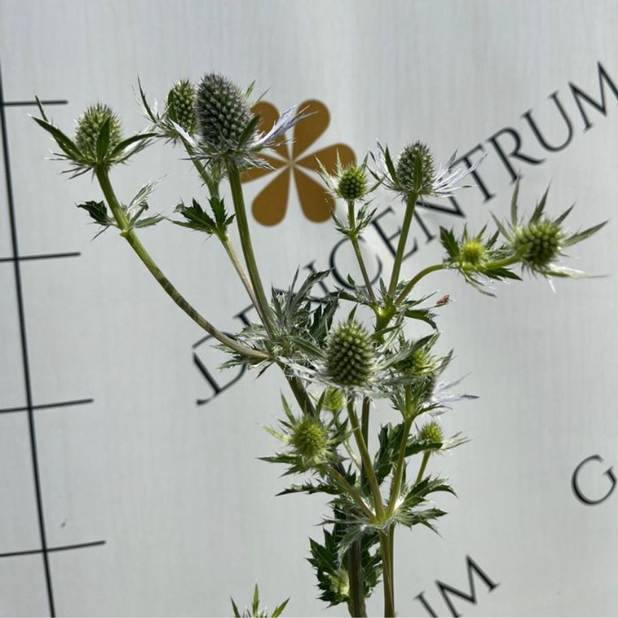 Eryngium - Kék iringó