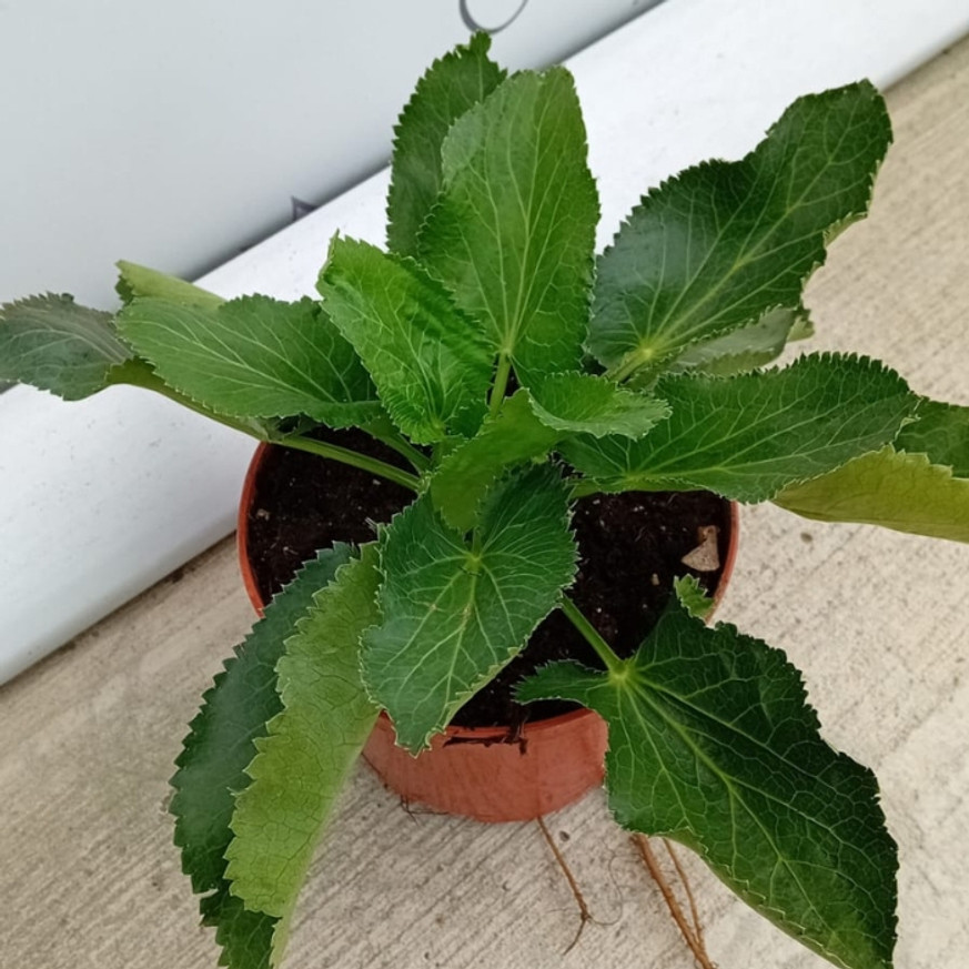 Eryngium - Kék iringó