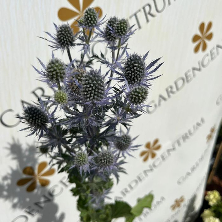 Eryngium - Kék iringó