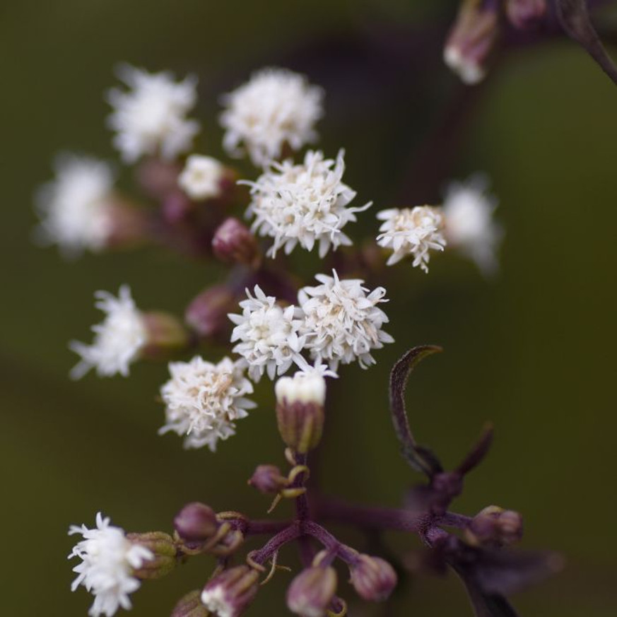 Eupatorium rugosum Chocolate CS14 - Bordó levelű sédkender Eupatorium rugosum Chocolate CS14 - Bordó levelű sédkender