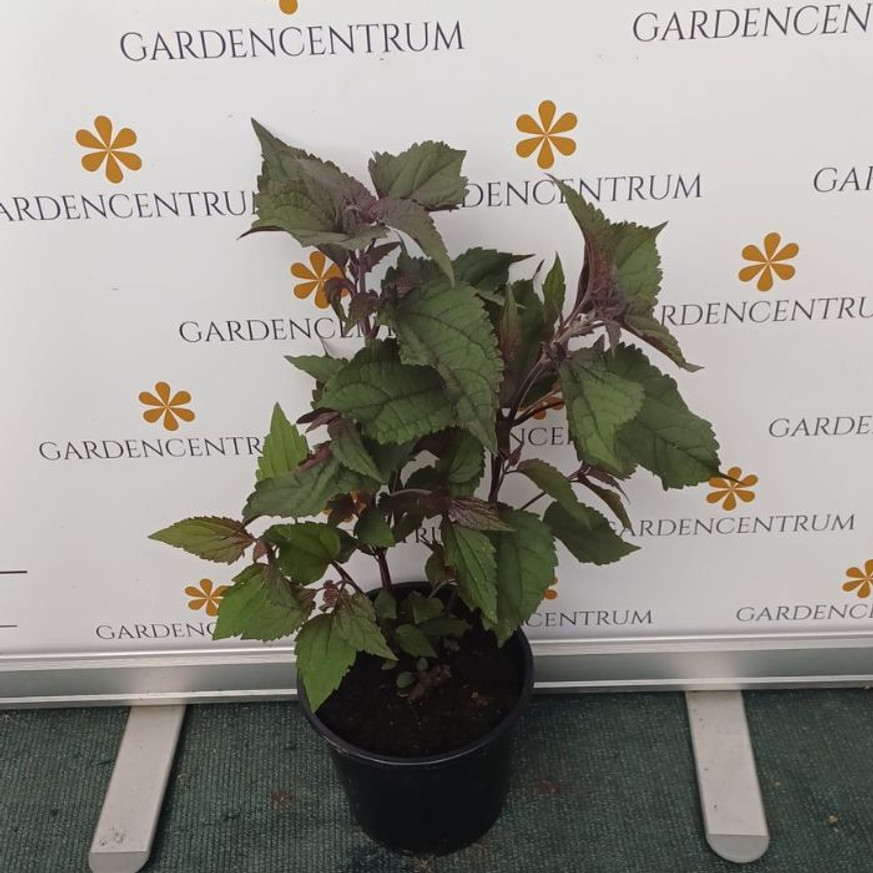 Eupatorium rugosum Chocolate CS14 - Bordó levelű sédkender Eupatorium rugosum Chocolate CS14 - Bordó levelű sédkender