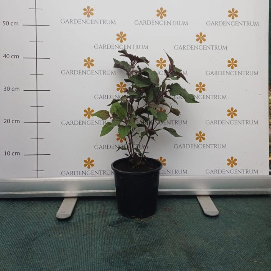 Eupatorium rugosum Chocolate CS14 - Bordó levelű sédkender Eupatorium rugosum Chocolate CS14 - Bordó levelű sédkender