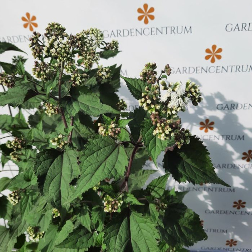 Eupatorium rugosum Chocolate CS14 - Bordó levelű sédkender Eupatorium rugosum Chocolate CS14 - Bordó levelű sédkender
