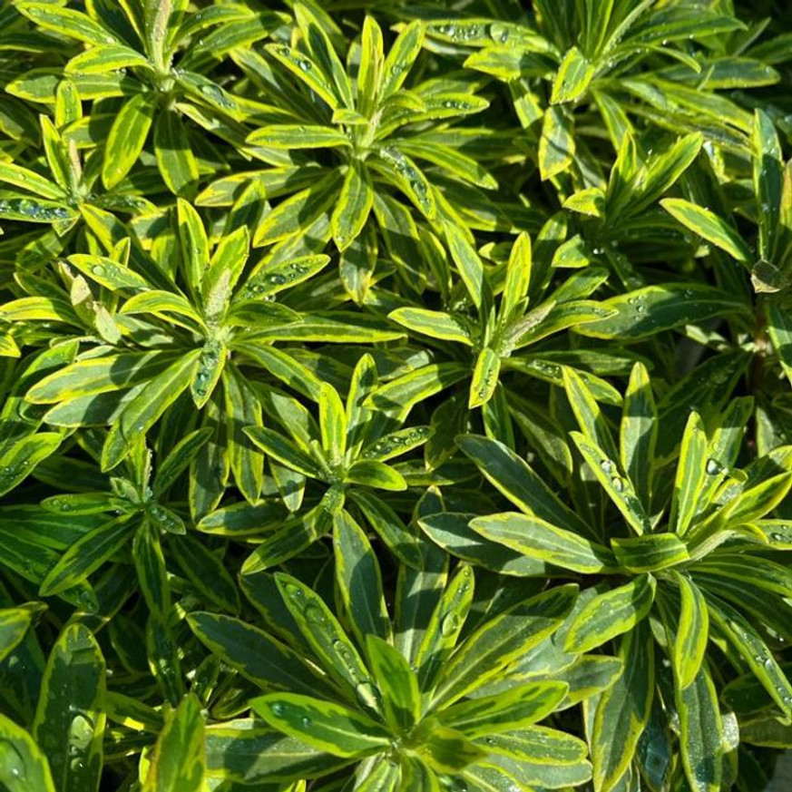 Euphorbia x martinii Ascot Rainbow - Tarka kutyatej Euphorbia x martinii Ascot Rainbow - Tarka kutyatej