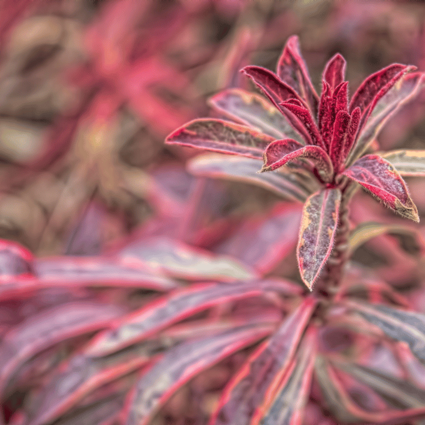 Euphorbia x martinii Ascot Rainbow - Tarka kutyatej Euphorbia x martinii Ascot Rainbow - Tarka kutyatej