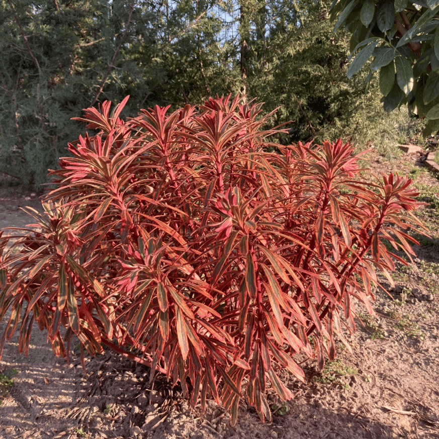 Euphorbia x martinii Ascot Rainbow - Tarka kutyatej Euphorbia x martinii Ascot Rainbow - Tarka kutyatej
