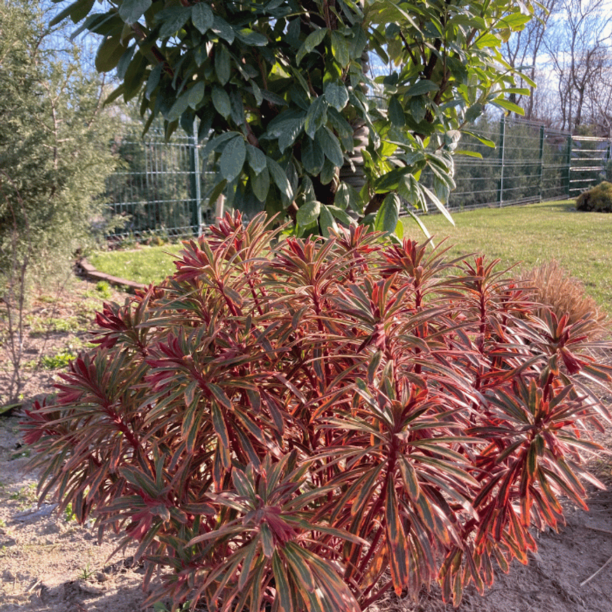 Euphorbia x martinii Ascot Rainbow - Tarka kutyatej Euphorbia x martinii Ascot Rainbow - Tarka kutyatej