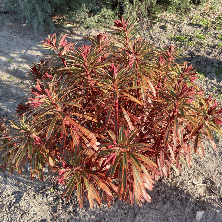 Euphorbia x martinii Ascot Rainbow - Tarka kutyatej Euphorbia x martinii Ascot Rainbow - Tarka kutyatej