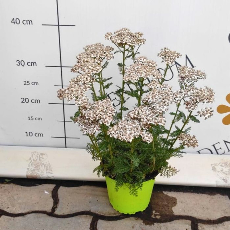 Achillea millefolium - Fehér cickafark