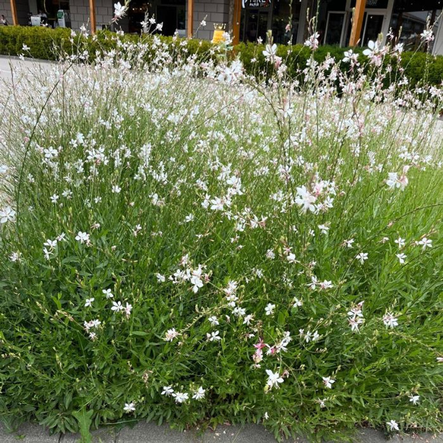 Gaura lindheimeri - Fehér évelő díszgyertya Gaura lindheimeri - Fehér évelő díszgyertya