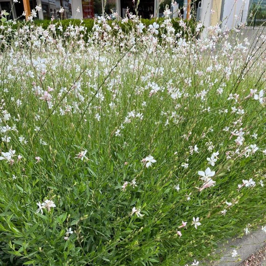 Gaura lindheimeri - Fehér évelő díszgyertya Gaura lindheimeri - Fehér évelő díszgyertya