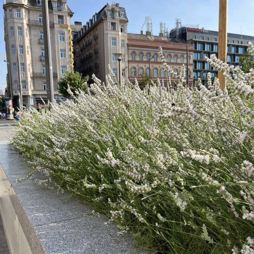 Lavandula x intermedia Edelweiss - Fehér francia levendula Lavandula x intermedia Edelweiss - Fehér francia levendula