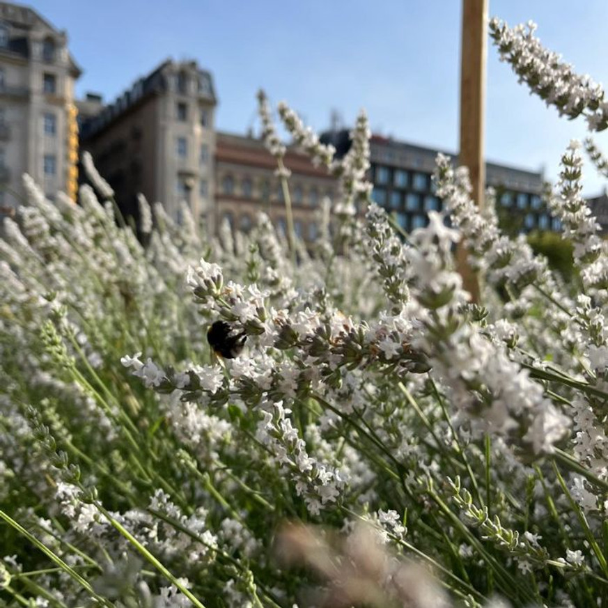 Lavandula x intermedia Edelweiss - Fehér francia levendula Lavandula x intermedia Edelweiss - Fehér francia levendula