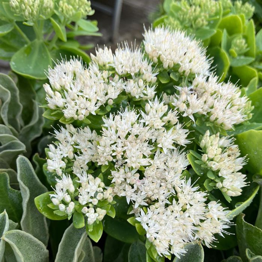 Sedum spectabile - Fehér pompás varjúháj