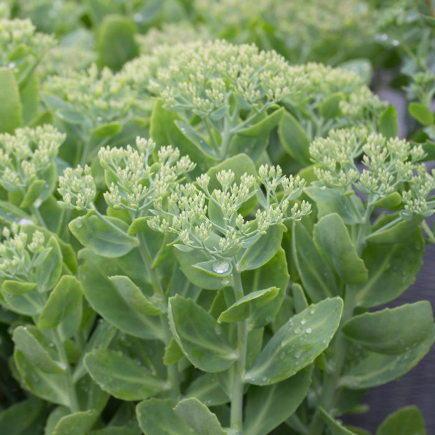 Sedum spectabile - Fehér pompás varjúháj Sedum spectabile - Fehér pompás varjúháj