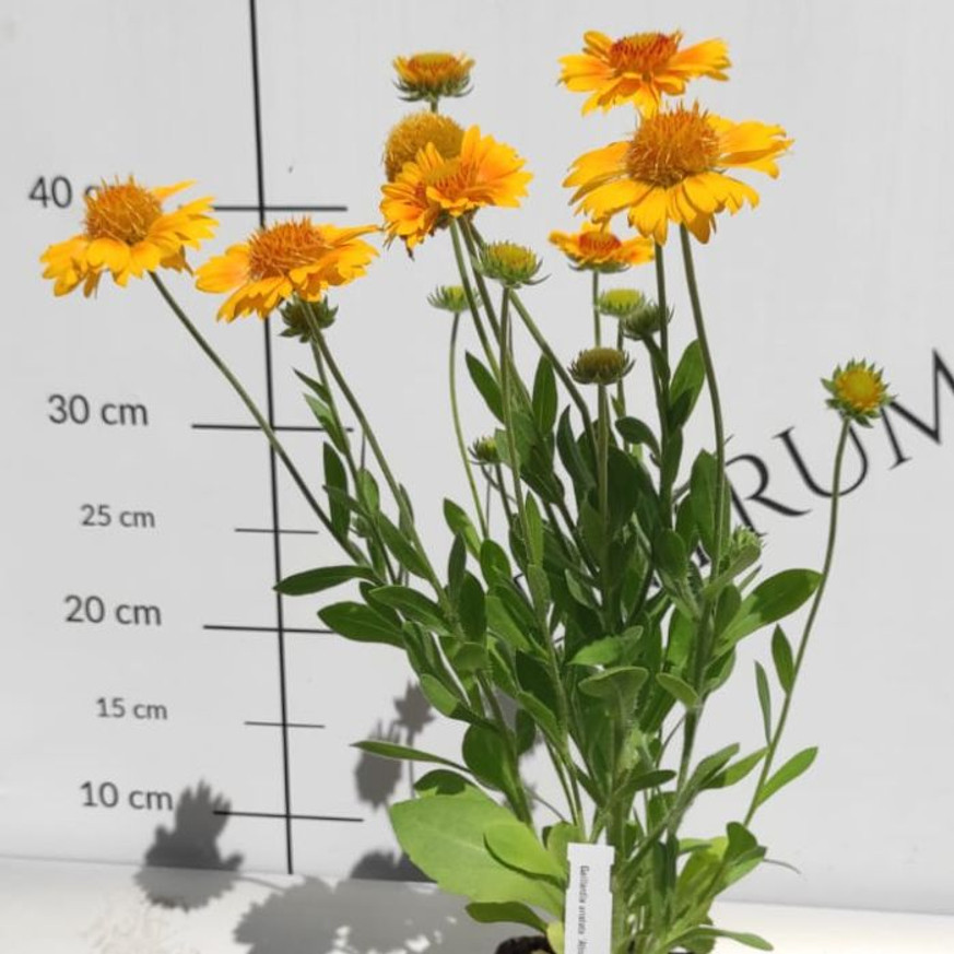 Gaillardia aristata - Kokárdavirág Gaillardia aristata - Kokárdavirág